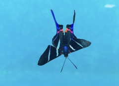 Rhetus arcius