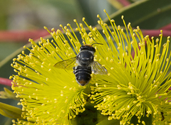Megachile chrysopyga
