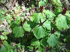 Trillium kurabayashii