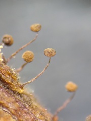 Cribraria cancellata