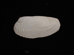 Petricolaria pholadiformis image