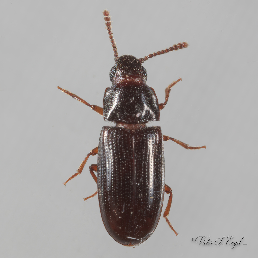 Pharaxonothinae