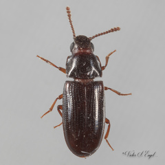 Pharaxonotha kirschii