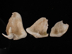Zirfaea crispata