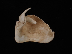 Zirfaea crispata