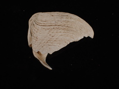 Zirfaea crispata