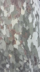 Platanus × hispanica