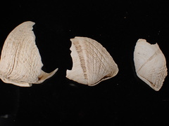 Zirfaea crispata