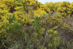 Leucadendron platyspermum