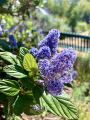 Ceanothus thyrsiflorus