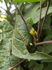 Xanthodes amata