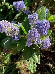 Ceanothus thyrsiflorus