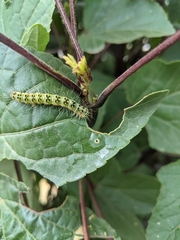 Xanthodes amata
