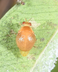 Celyphus difficilis