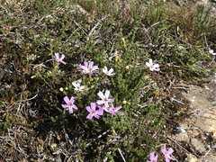 Jamesbrittenia calciphila