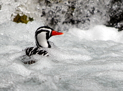 Merganetta armata armata