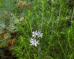 Olearia glutinosa