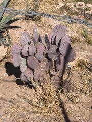 Opuntia santa-rita
