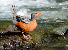 Merganetta armata armata