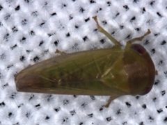 Rosopaella leurensis