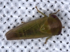 Rosopaella leurensis