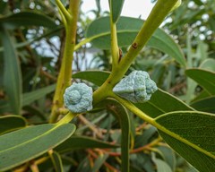 Eucalyptus globulus globulus