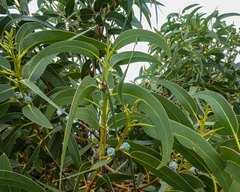Eucalyptus globulus globulus