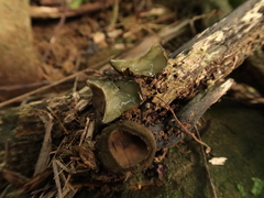 Trichaleurina tenuispora