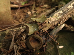 Trichaleurina tenuispora