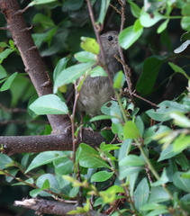 Bradypterus sylvaticus