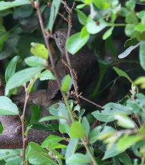 Bradypterus sylvaticus