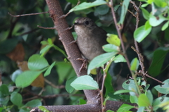 Bradypterus sylvaticus