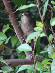 Bradypterus sylvaticus