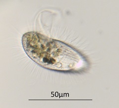 Pleuronema