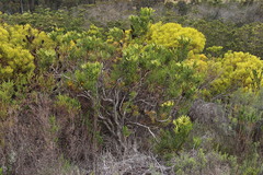 Leucadendron platyspermum