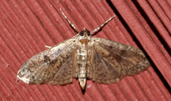 Palpita arsaltealis