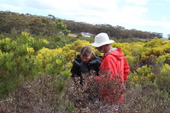 Leucadendron platyspermum