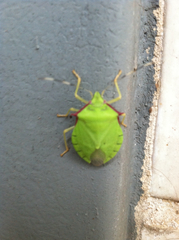 Chlorocoris distinctus