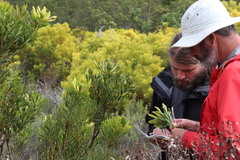 Leucadendron platyspermum