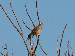 Patagioenas fasciata