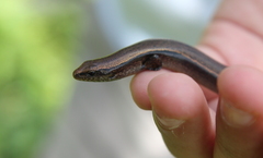 Scincella gemmingeri