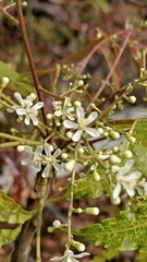 Azadirachta indica