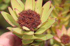 Leucadendron elimense elimense