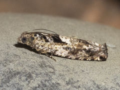 Pseudexentera hodsoni