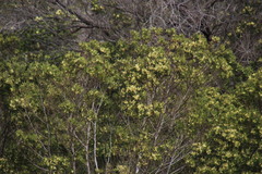 Dasineura rubiformis