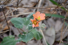 Sphaeralcea lindheimeri