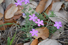Phlox glabriflora