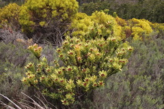 Leucadendron elimense elimense