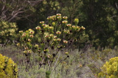 Leucadendron elimense elimense