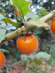 Solanum quitoense